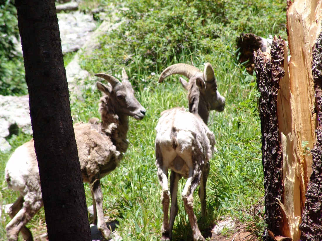 Bighorn sheep 5